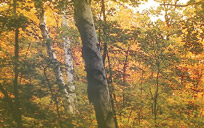 Mississauga Garden Park Photo