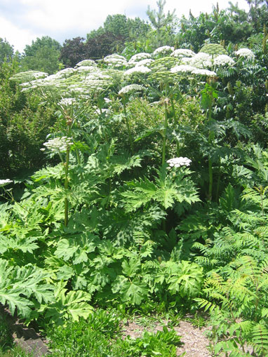 Mississauga.ca - Residents - Parks Invasive Species