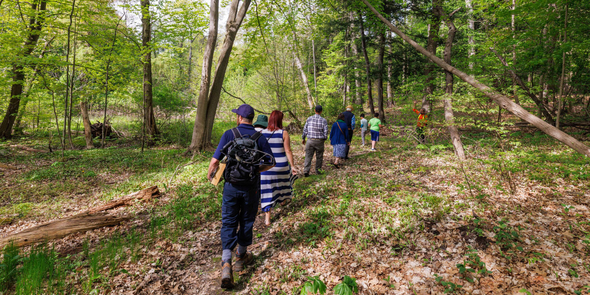 A group of people walking through a forest.