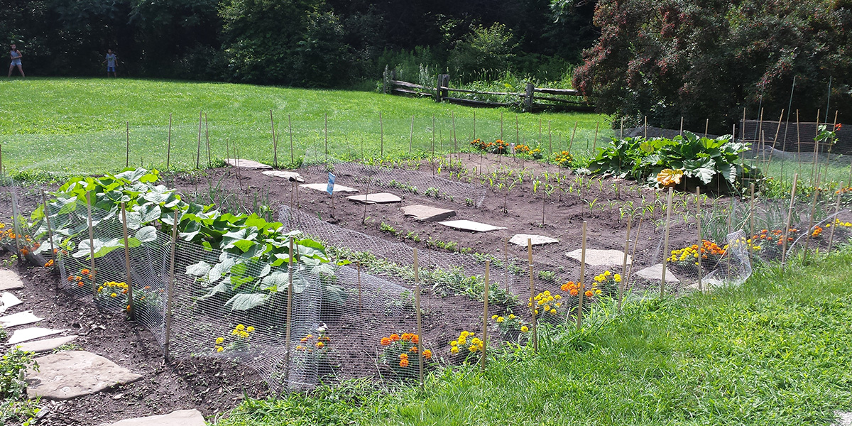 Plants in the Bradley Museum Garden