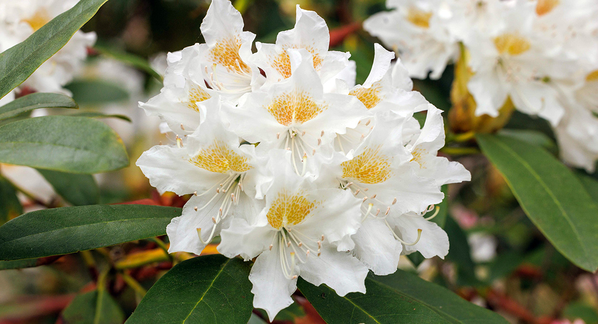 A close up photo of a rhododendron plant