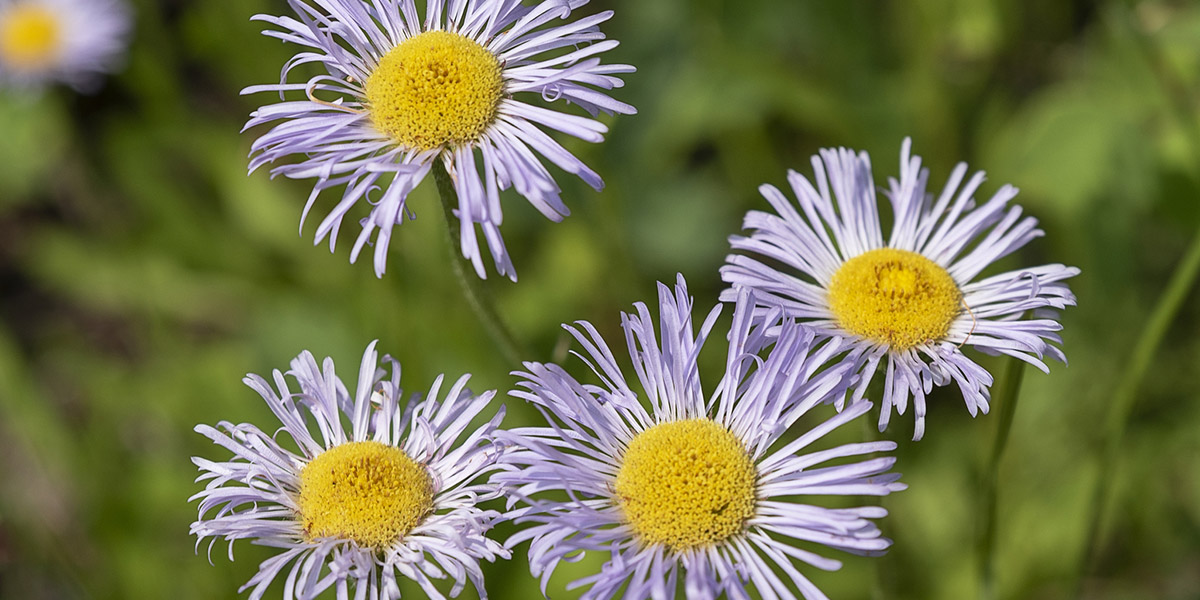 A closeup of a wildflower.