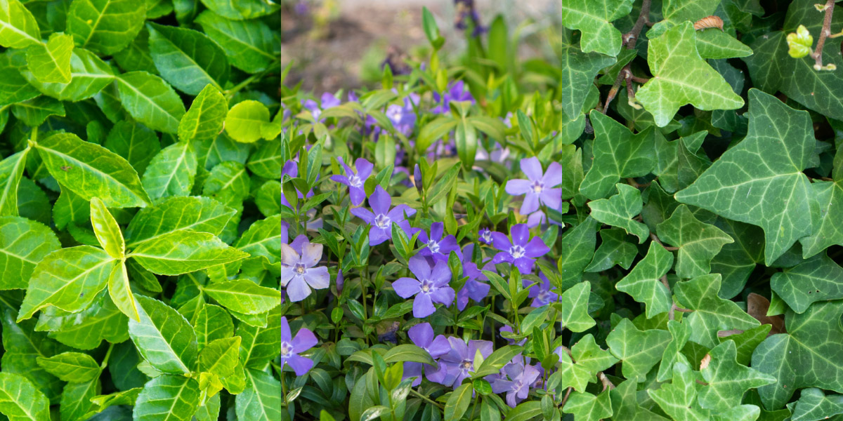 A variety of groundcover plants