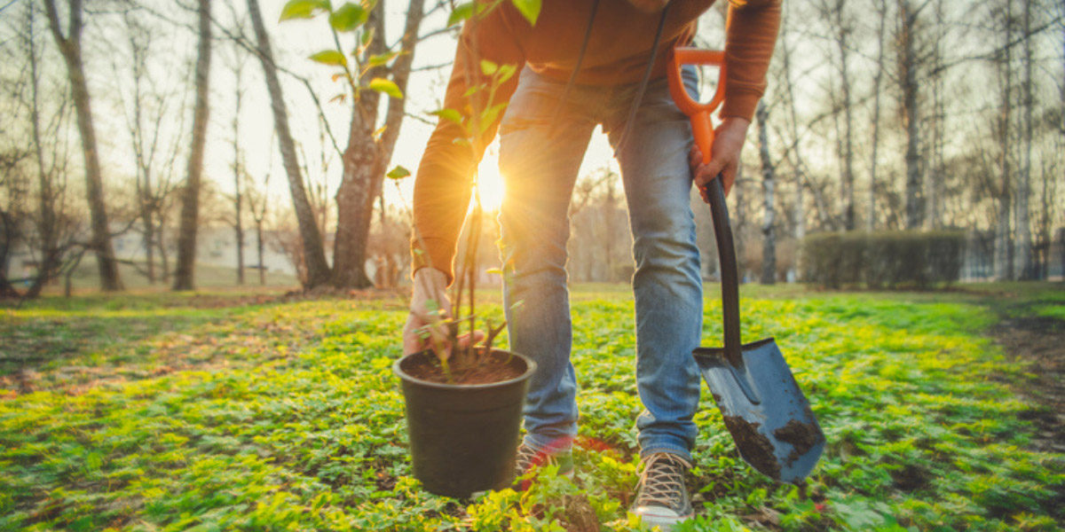 A group of tree planters