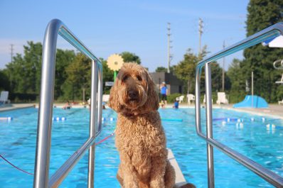 Dogs only swim
