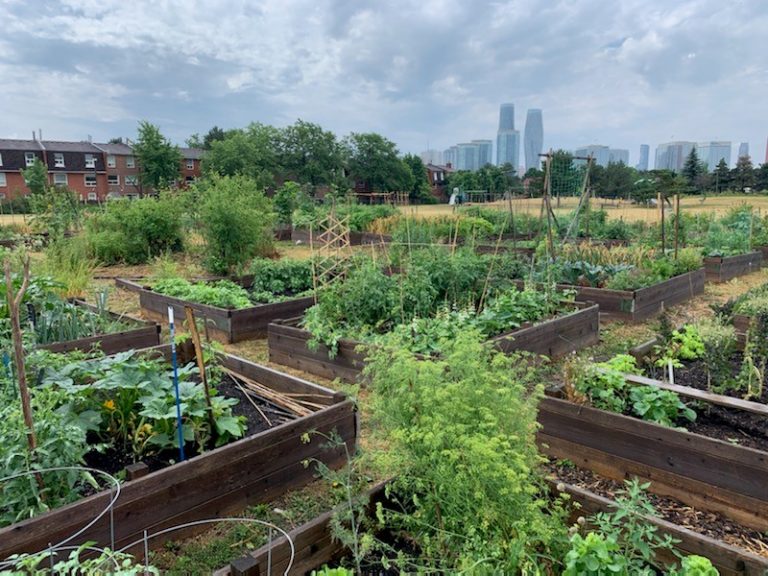 Mississauga Community Gardens Produced Highest Yield in History during ...