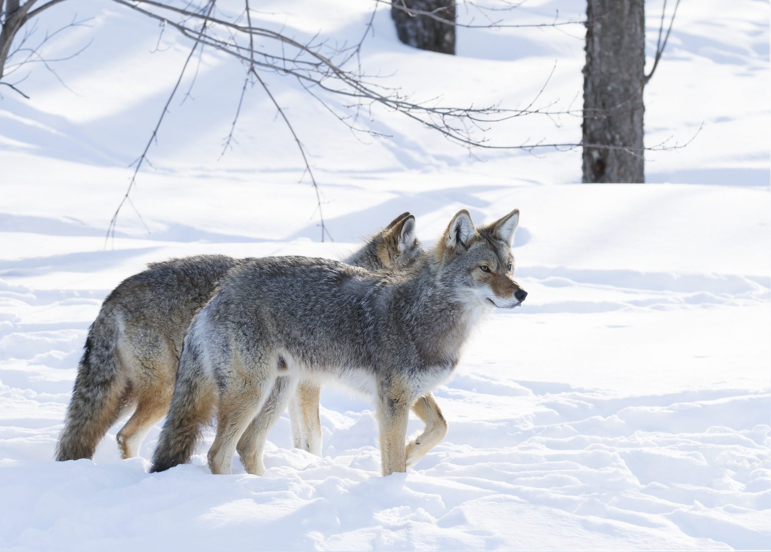 Seeing More Coyotes? It’s Coyote Mating Season – City Of Mississauga