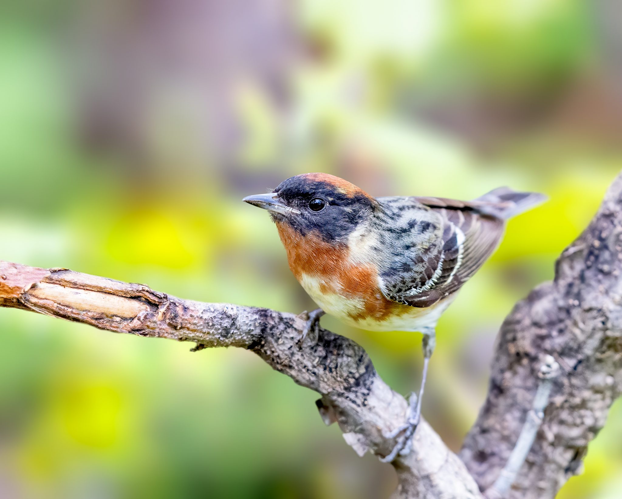 birds-of-a-feather-migrate-together-city-of-mississauga