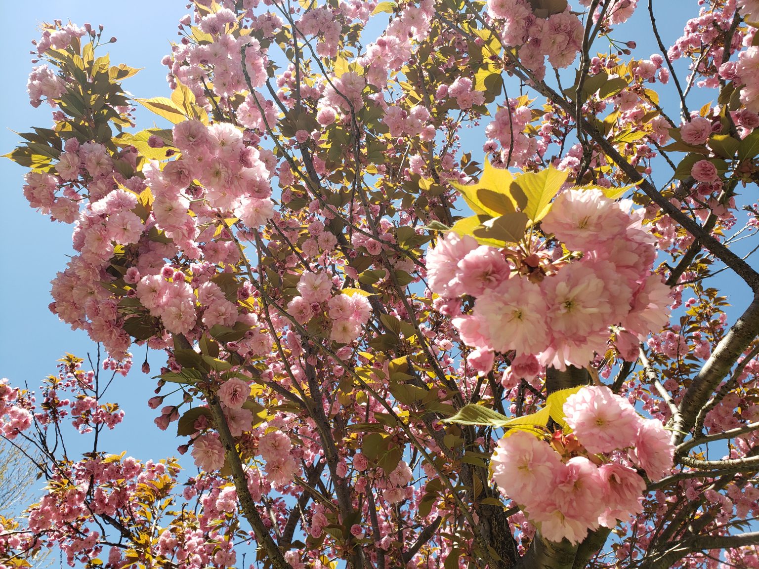 Kariya Park’s Cherry Blossoms are Starting to Bloom – City of Mississauga