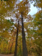 Shagbark Hickory tree grove during the fall. Leaves have changed colours.