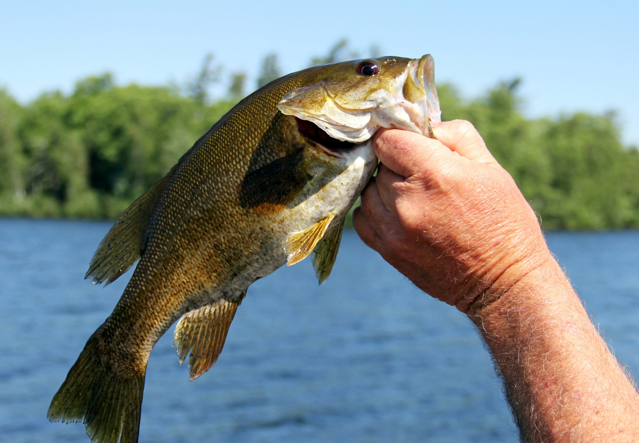Hook, Line, and Sinker: Looking for that Next Great Catch? – City of  Mississauga