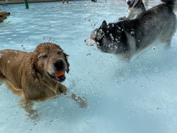 Dogs splashing around in an outdoor pool in Mississauga