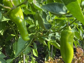 Close up of green peppers growing in a garden