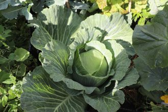 Close up of a green cabbage growing in a garden.