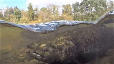 An underwater, up close picture of a large salmon preparing to make the journey up stream to lay eggs.