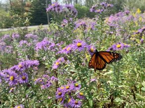 A vibrant monarch butterfly perched on a delicate purple flower.