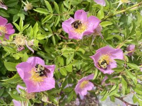 Bees on pink flowers, with green foliage