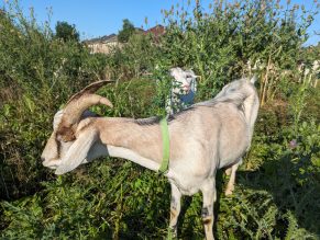 Goats eating invasive plant species.