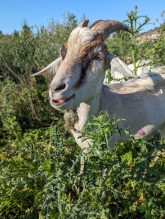 Goats eating invasive plant species.