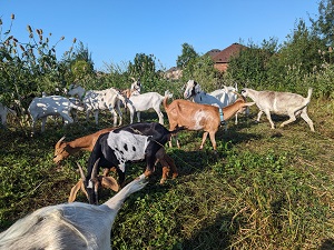 Goats grazing on invasive plant species.