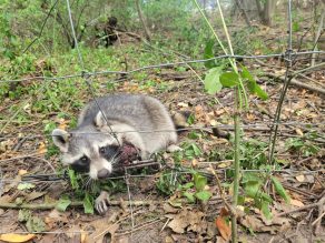 A raccoon caught in body gripping trap