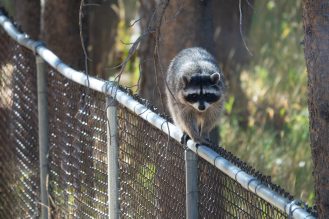 A raccoon scaling a chain link fence