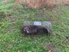 A raccoon caught in a live trap