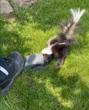 Someone freeing a skunk caught in a snap trap