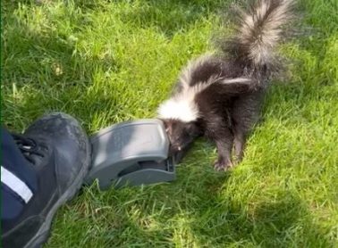 Someone freeing a skunk caught in a snap trap