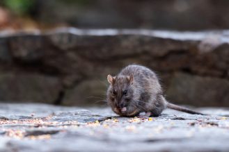 A rat eating seeds on the ground outdoors