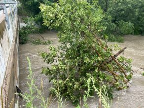 August 18 Flood - Fallen tree in a body of water