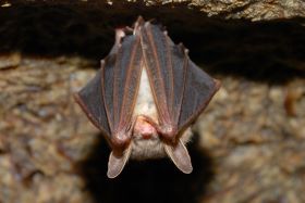 Bat hanging upside down