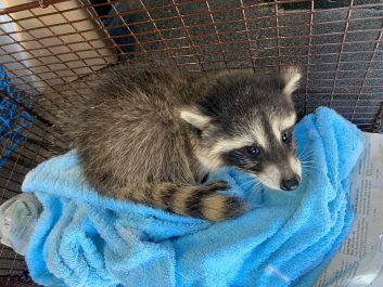 A raccoon snuggles in a blue blanket.