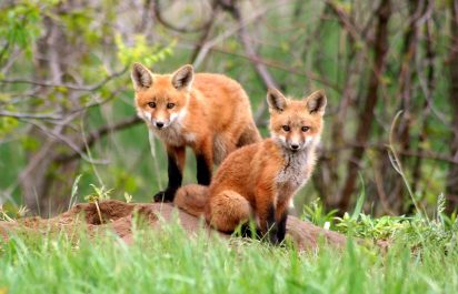 A pair of foxes in the wild.