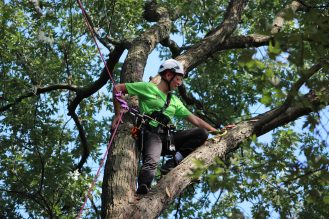 Arborist at tree climbing competition