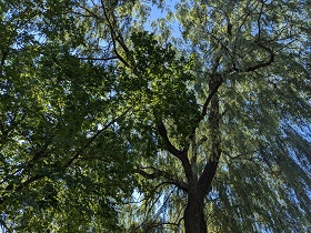 Trees in Mississauga