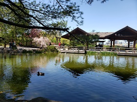 Pond at Kariya Park