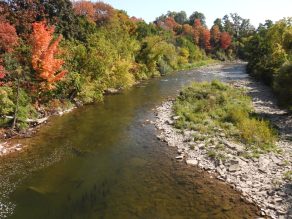 Chinook Salmon in the Credit River