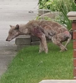 A sick coyote with a skin disease called Mange