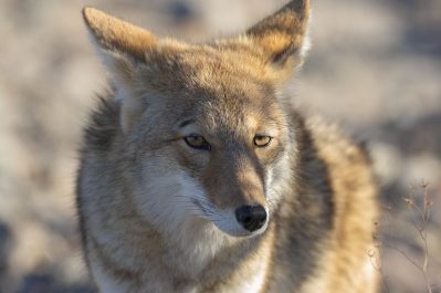 Close up of a coyotes face with white, brown and grey fur