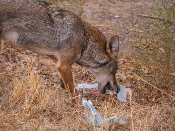 Coyote picking through discarded fast food trash for scraps.