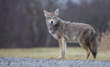 Coyote standing and staring into the distance with grey and brown fur