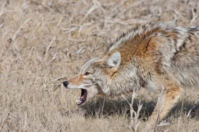 A snarling coyote with mouth open