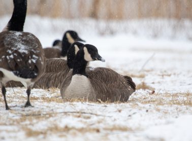 Group a geese sitting in the snow.